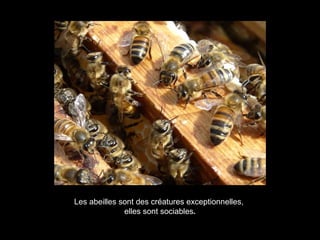Les abeilles sont des créatures exceptionnelles,
elles sont sociables.
 