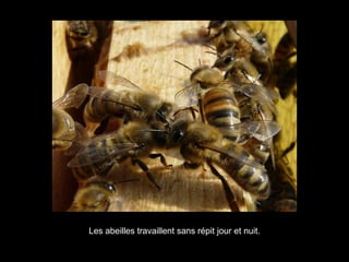 Les abeilles travaillent sans répit jour et nuit.
 