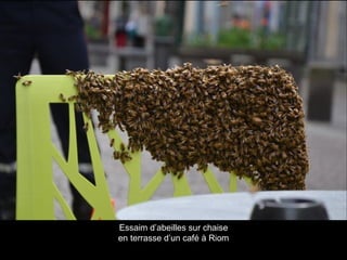 Essaim d’abeilles sur chaise
en terrasse d’un café à Riom
 