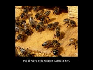 Pas de repos, elles travaillent jusqu’à la mort.
 