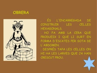 OBRERA
         .   ÉS   L'ENCARREGADA      DE
         CONSTRUIR      LES     CEL.LES
         HEXAGONALS.
         . HO FA AMB LA CERA QUE
         PRODUEIX I QUE LI SURT EN
         FORMA D'ESCATES PER SOTA DE
         L'ABDOMEN.
         . DESPRÉS TAPA LES CEL.LES ON
         HI HA LES LARVES QUE JA HAN
         CRESCUT PROU.
 