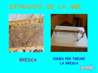 EXTRACCIÓ DE LA MEL




  BRESCA   EINES PER TREURE
              LA BRESCA
                         SEGUEIX
 
