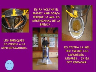 ES FA VOLTAR EL
                  MÀNEC AMB FORÇA
                  PERQUÈ LA MEL ES
                  DESENGANXI DE LA
                       BRESCA .




 LES BRESQUES
  ES POSEN A LA
CENTRÍFUGADORA.                      ES FILTRA LA MEL
                                      PER TREURE LES
                                        IMPURESES .
                                      DESPRÉS , JA ES
                                       POT ENVASAR.
 