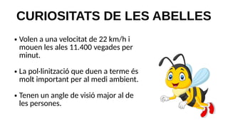 CURIOSITATS DE LES ABELLES
● Volen a una velocitat de 22 km/h i
mouen les ales 11.400 vegades per
minut.
● La pol·linització que duen a terme és
molt important per al medi ambient.
● Tenen un angle de visió major al de
les persones.
 