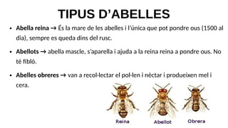 TIPUS D’ABELLES
● Abella reina → És la mare de les abelles i l’única que pot pondre ous (1500 al
dia), sempre es queda dins del rusc.
● Abellots → abella mascle, s’aparella i ajuda a la reina reina a pondre ous. No
té fibló.
● Abelles obreres → van a recol·lectar el pol·len i nèctar i produeixen mel i
cera.
 