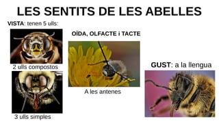 LES SENTITS DE LES ABELLES
VISTA: tenen 5 ulls:
A les antenes
2 ulls compostos
3 ulls simples
OÏDA, OLFACTE i TACTE
GUST: a la llengua
 