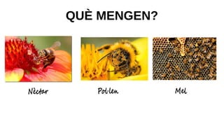 QUÈ MENGEN?
Nèctar Pol·len Mel
 