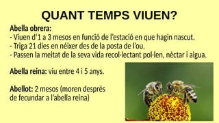 QUANT TEMPS VIUEN?
Abella reina: viu entre 4 i 5 anys.
Abellot: 2 mesos (moren després
de fecundar a l’abella reina)
Abella obrera:
- Viuen d’1 a 3 mesos en funció de l’estació en que hagin nascut.
- Triga 21 dies en néixer des de la posta de l’ou.
- Passen la meitat de la seva vida recol·lectant pol·len, nèctar i aigua.
 