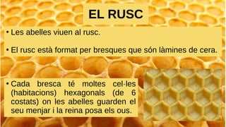 EL RUSC
●
Les abelles viuen al rusc.
●
El rusc està format per bresques que són làmines de cera.
●
Cada bresca té moltes cel·les
(habitacions) hexagonals (de 6
costats) on les abelles guarden el
seu menjar i la reina posa els ous.
 