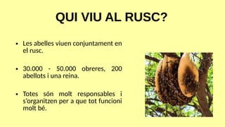 ● Les abelles viuen conjuntament en
el rusc.
● 30.000 - 50.000 obreres, 200
abellots i una reina.
● Totes són molt responsables i
s’organitzen per a que tot funcioni
molt bé.
QUI VIU AL RUSC?
 