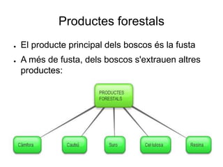 Productes forestals
● El producte principal dels boscos és la fusta
● A més de fusta, dels boscos s'extrauen altres
productes:
 