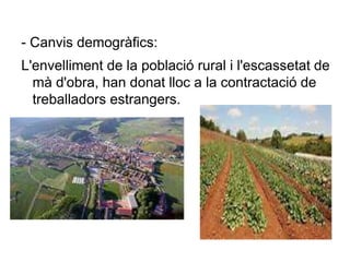 - Canvis demogràfics:
L'envelliment de la població rural i l'escassetat de
mà d'obra, han donat lloc a la contractació de
treballadors estrangers.
 