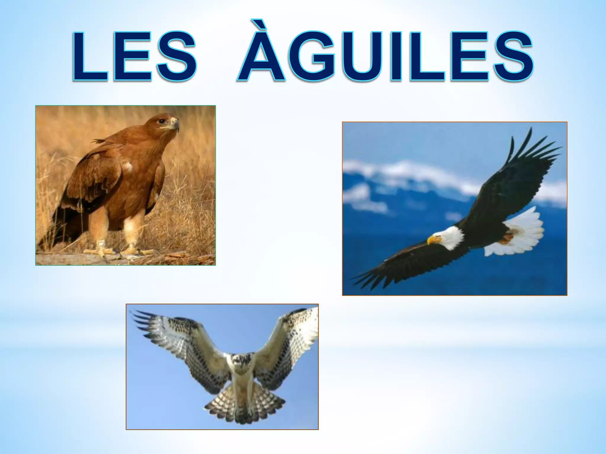 Les aligues | PPTX