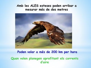 Amb les ALES esteses poden arribar a
mesurar més de dos metres
Quan volen planegen aprofitant els corrents
d’aire
Poden volar a més de 200 km per hora
 