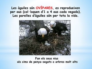 Les àguiles són OVÍPARES, es reprodueixen
per ous (col·loquen d’1 a 4 ous cada vegada).
Les parelles d’àguiles són per tota la vida.
Fan els seus nius
als cims de penya-segats o arbres molt alts
 