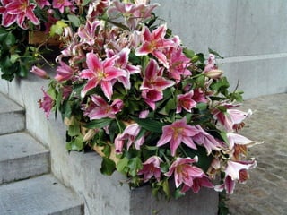 Les_amaryllis_de_Beloeil.pps