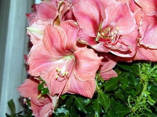 Les_amaryllis_de_Beloeil.pps