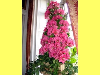 Les_amaryllis_de_Beloeil.pps