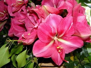 Les_amaryllis_de_Beloeil.pps