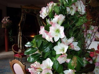 Les_amaryllis_de_Beloeil.pps