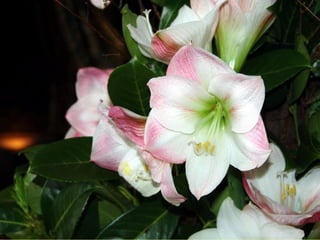 Les_amaryllis_de_Beloeil.pps