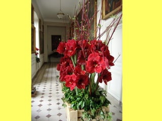 Les_amaryllis_de_Beloeil.pps