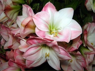 Les_amaryllis_de_Beloeil.pps