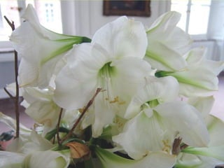 Les_amaryllis_de_Beloeil.pps