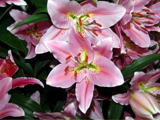 Les_amaryllis_de_Beloeil.pps