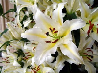 Les_amaryllis_de_Beloeil.pps