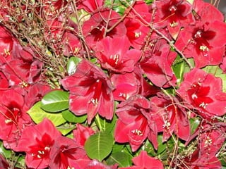 Les_amaryllis_de_Beloeil.pps