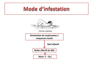 Pénétration de trophozoites /
muqueuse nasale
Bulbe olfactif du SNC
Mort: 7 – 10 j
Nerf olfactif
 