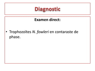 Examen direct:
• Trophozoïtes N. fowleri en contaraste de
phase.
 