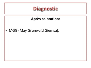 Après coloration:
• MGG (May Grunwald Giemsa).
 