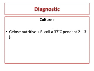 Culture :
• Gélose nutritive + E. coli à 37°C pendant 2 – 3
j.
 