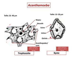 Acanthamoeba
Noyau
Vacuole
Exine
Intine
Ostiole
Acanthopodes/
Lent
Taille: 25- 40 µm
Taille: 13- 20 µm
Milieu extérieur
Milieu de culture
lésions
Milieu extérieur
Milieu de culture
lésions
Kyste
Trophozoite
 