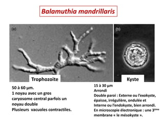 Balamuthia mandrillaris
Kyste
Trophozoite
50 à 60 µm.
1 noyau avec un gros
caryosome central parfois un
noyau double
Plusieurs vacuoles contractiles.
15 à 30 µm
Arrondi
Double paroi : Externe ou l’exokyste,
épaisse, irrégulière, ondulée et
Interne ou l’endokyste, bien arrondi.
En microscopie électronique : une 3ème
membrane « le mésokyste ».
 