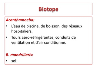 Acanthamoeba:
• L’eau de piscine, de boisson, des réseaux
hospitaliers,
• Tours aéro-réfrigérantes, conduits de
ventilation et d’air conditionné.
B. mandrillaris:
• sol.
 