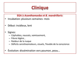 EGA à Acanthamoeba et B. mandrillaris:
• Incubation: plusieurs semaines- mois
• Début: insidieux, lent
• Signes:
– Céphalées, naussés, vomissement,
– Fièvre légère ,
– Raideur de la nuque
– Déficits sensitivomoteurs, visuels, Trouble de la conscience
• Évolution: dissémination vers poumon, peau...
 
