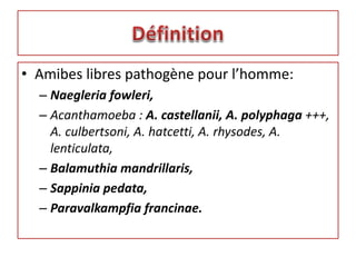 • Amibes libres pathogène pour l’homme:
– Naegleria fowleri,
– Acanthamoeba : A. castellanii, A. polyphaga +++,
A. culbertsoni, A. hatcetti, A. rhysodes, A.
lenticulata,
– Balamuthia mandrillaris,
– Sappinia pedata,
– Paravalkampfia francinae.
 