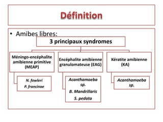 • Amibes libres:
3 principaux syndromes
Méningo-encéphalite
amibienne primitive
(MEAP)
N. fowleri
P. francinae
Encéphalite amibienne
granulomateuse (EAG)
Acanthamoeba
sp.
B. Mandrillaris
S. pedata
Kératite amibienne
(KA)
Acanthamoeba
sp.
 