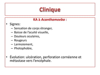 KA à Acanthamoeba :
• Signes:
– Sensation de corps étranger,
– Baisse de l’acuité visuelle,
– Douleurs oculaires,
– Rougeurs
– Larmoiement,
– Photophobie,
• Évolution: ulcération, perforation cornéenne et
métastase vers l’encéphale.
 