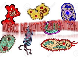 Les amibes libres Dr. benlaribi Imane Halima