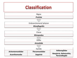 Famille
Achantamoebidae
Acanthamoeba
Thecamoebidae
Sappinia
Valkampfidae
Naegleria, Balamuthia,
Paravalkapfia
Ordre
Amoebida
Classe
Rhizopodea
Embranchement/ phylum
Rhizoflagellés
Règne
Protista
 