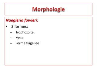 Naegleria fowleri:
• 3 formes:
– Trophozoite,
– Kyste,
– Forme flagellée
 