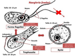 Naegleria fowleri:
Forme flagellée
Kyste
Trophozoite
Noyau
Noyau
Noyau
2 flagelles
Double
paroi lisse
Vacuole
Lobopodes /
Bouillonnement
Taille: 10- 12 µm
Taille: 8- 20 µm
Taille: 10- 20 µm
Milieu extérieur/
conditions défavorables
Milieu extérieur
Milieu de culture
lésions
Milieu extérieur
Milieu de culture
Ostiole
 