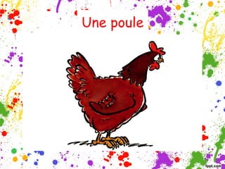 Une poule

 