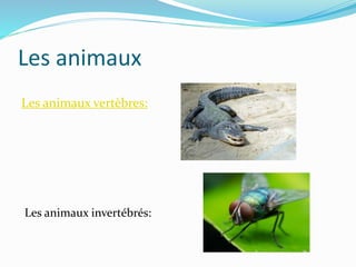 Les animaux
Les animaux vertèbres:
Les animaux invertébrés:
 