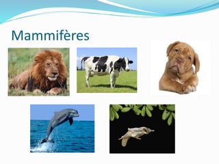 Mammifères
 