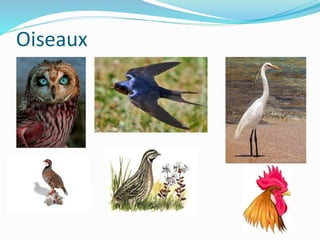 Oiseaux
 